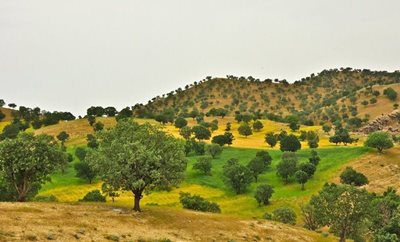 لردگان-منطقه-حفاظت-شده-هلن-106437