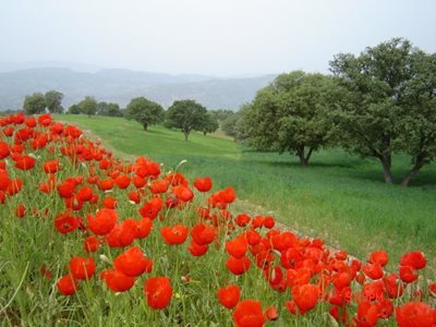 بدره-روستای-گنجه-106953