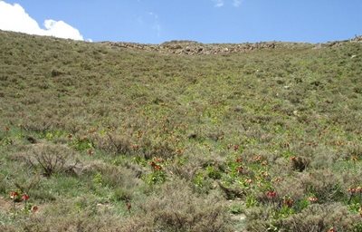 خوانسار-گلستان-کوه-107001