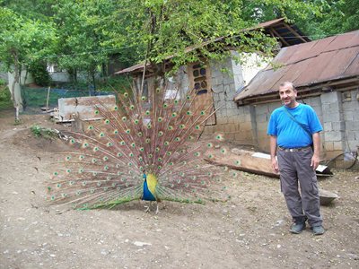 ماسال-باغ-پرندگان-ماسال-110981