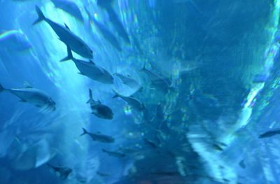 دبی-آکواریوم-دبی-Dubai-Aquarium-Underwater-Zoo-114342