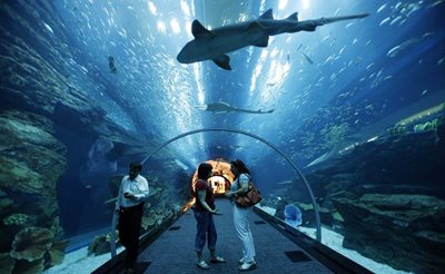 دبی-آکواریوم-دبی-Dubai-Aquarium-Underwater-Zoo-114336