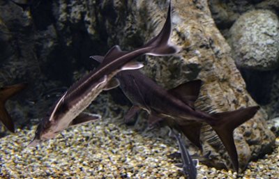 دبی-آکواریوم-دبی-Dubai-Aquarium-Underwater-Zoo-114338