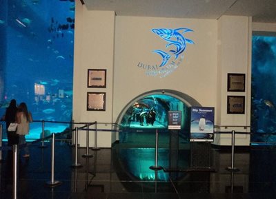 دبی-آکواریوم-دبی-Dubai-Aquarium-Underwater-Zoo-114339