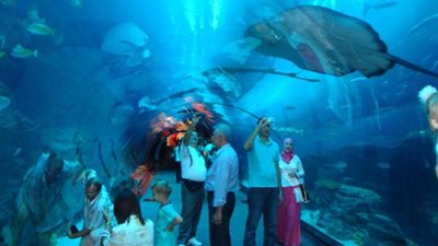دبی-آکواریوم-دبی-Dubai-Aquarium-Underwater-Zoo-114335