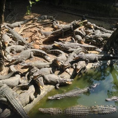 بانکوک-مزرعه-تمساح-ها-Samutprakarn-Crocodile-Farm-and-Zoo-114790