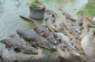بانکوک-مزرعه-تمساح-ها-Samutprakarn-Crocodile-Farm-and-Zoo-114802