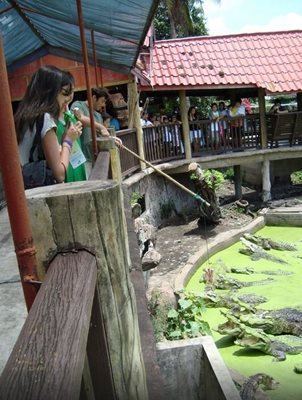 بانکوک-مزرعه-تمساح-ها-Samutprakarn-Crocodile-Farm-and-Zoo-114800