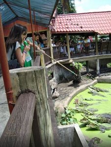 بانکوک-مزرعه-تمساح-ها-Samutprakarn-Crocodile-Farm-and-Zoo-114800