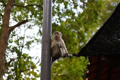 کوالالامپور-باغ-پرندگان-کوالالامپور-KL-Bird-park-116531