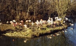 باغ وحش هلابرون tierpark hellabrunn