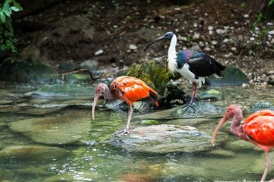 مونیخ-باغ-وحش-هلابرون-tierpark-hellabrunn-117418