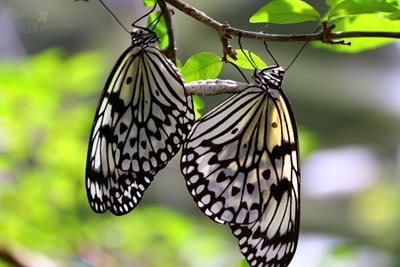 پینانگ-مزرعه-پروانه-Penang-Butterfly-Farm-117442