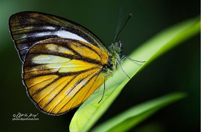 پینانگ-مزرعه-پروانه-Penang-Butterfly-Farm-117443