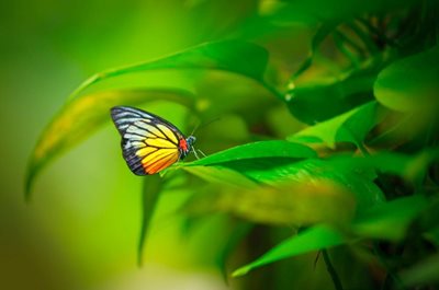 مزرعه پروانه Penang Butterfly Farm