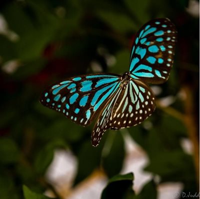 پینانگ-مزرعه-پروانه-Penang-Butterfly-Farm-117448