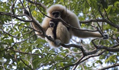 پاتایا-تور-گیبون-Flight-Of-The-Gibbon-122847