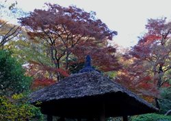 آرامگاه میجی Meiji Shrine