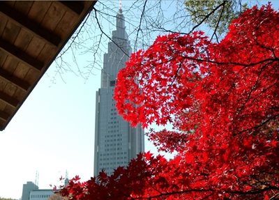 توکیو-پارک-ملی-شینجوکو-گیوئن-Shinjuku-Gyoen-National-Garden-123727