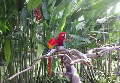 بالی-پارک-پرندگان-بالی-Bali-Bird-Park-124983