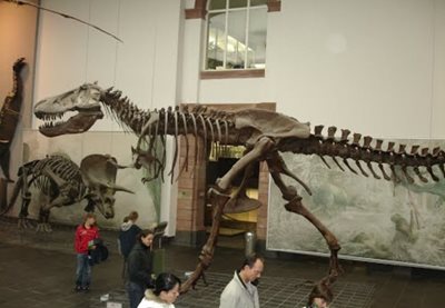 فرانکفورت-موزه-تاریخ-طبیعی-Museum-Of-natural-History-The-Senckenberg-125084