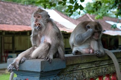 بالی-جنگل-میمون-ها-Sacred-Monkey-Forest-Sanctuary-125889