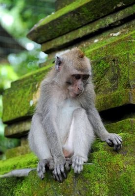 بالی-جنگل-میمون-ها-Sacred-Monkey-Forest-Sanctuary-125902