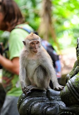بالی-جنگل-میمون-ها-Sacred-Monkey-Forest-Sanctuary-125897