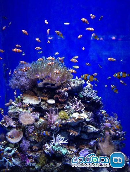 آکواریوم بارسلونا Aquarium Barcelona
