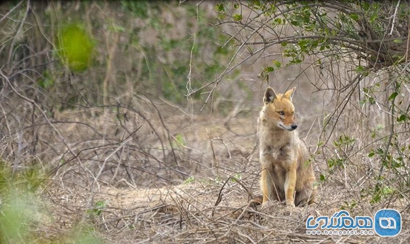 پارک ملی کلادو Keoladeo National Park