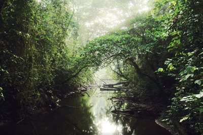 ساراواک-پارک-ملی-کونونگ-مولو-Gunung-Mulu-National-Park-135212