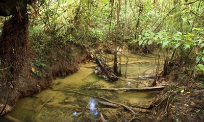 ساراواک-پارک-ملی-کونونگ-مولو-Gunung-Mulu-National-Park-135214