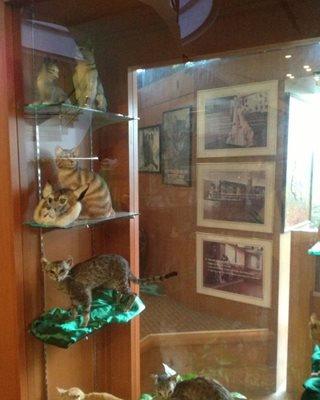 ساراواک-موزه-گربه-Cat-Museum-135424