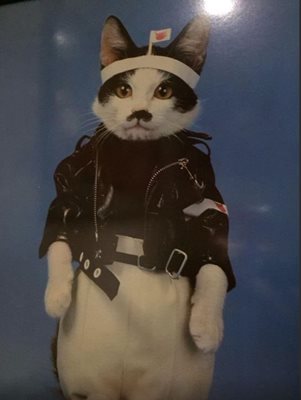 ساراواک-موزه-گربه-Cat-Museum-135427