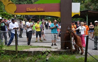 ساراواک-نمایش-اورانگوتان-ها-The-Great-Orangutan-Project-135445