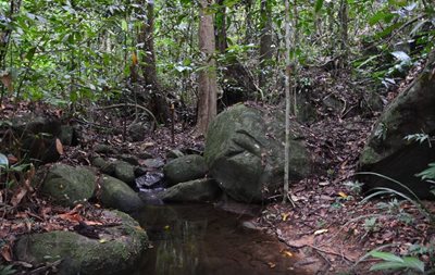 ساراواک-پارک-ملی-گونونگ-گادینگ-Gunung-Gading-National-Park-135485