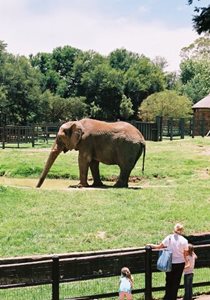 ژوهانسبورگ-باغ-وحش-ژوهانسبورگ-Johannesburg-Zoo-136135
