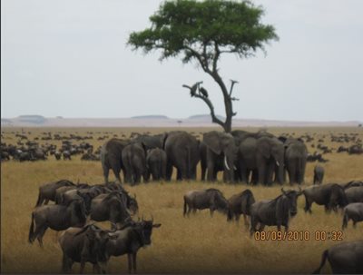 مارا-پارک-ملی-سرنگتی-Serengeti-National-Park-138134