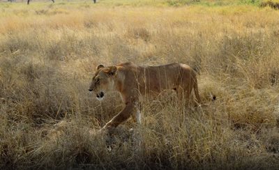 مارا-پارک-ملی-سرنگتی-Serengeti-National-Park-138130