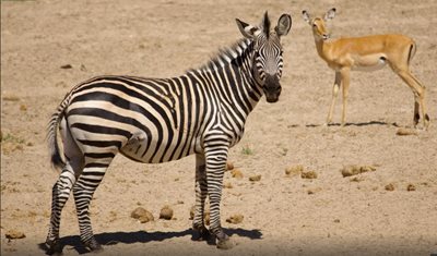 ارینگا-پارک-ملی-روآها-ارینگا-Ruaha-National-Park-138218