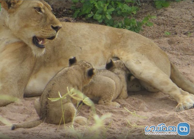 پارک ملی روآها ارینگا Ruaha National Park