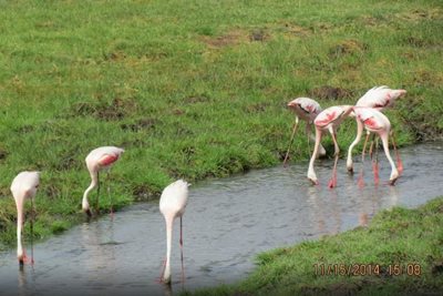 مانیارا-دریاچه-مانیارا-Lake-Manyara-138295