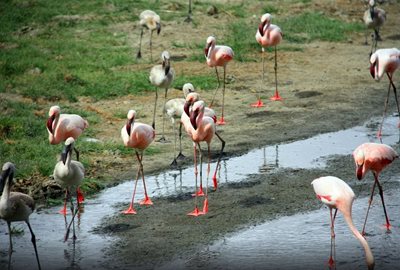 مانیارا-دریاچه-مانیارا-Lake-Manyara-138299