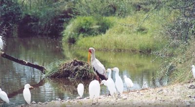 مانیارا-دریاچه-مانیارا-Lake-Manyara-138298