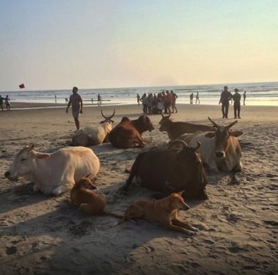 گوا-ساحل-آرامبول-Arambol-Beach-141575