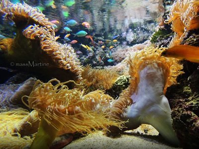 سیدنی-آکواریوم-سی-لایف-Sea-Life-Sydney-Aquarium-142646