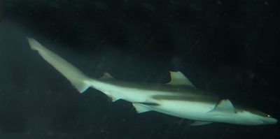سیدنی-آکواریوم-سی-لایف-Sea-Life-Sydney-Aquarium-142666