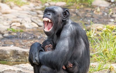 سیدنی-باغ-وحش-تارونگا-Taronga-Zoo-143078