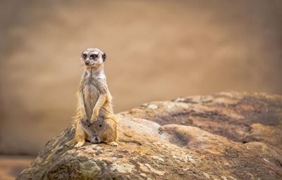 سیدنی-باغ-وحش-تارونگا-Taronga-Zoo-143091