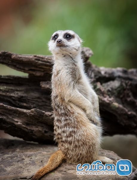 باغ وحش تارونگا Taronga Zoo